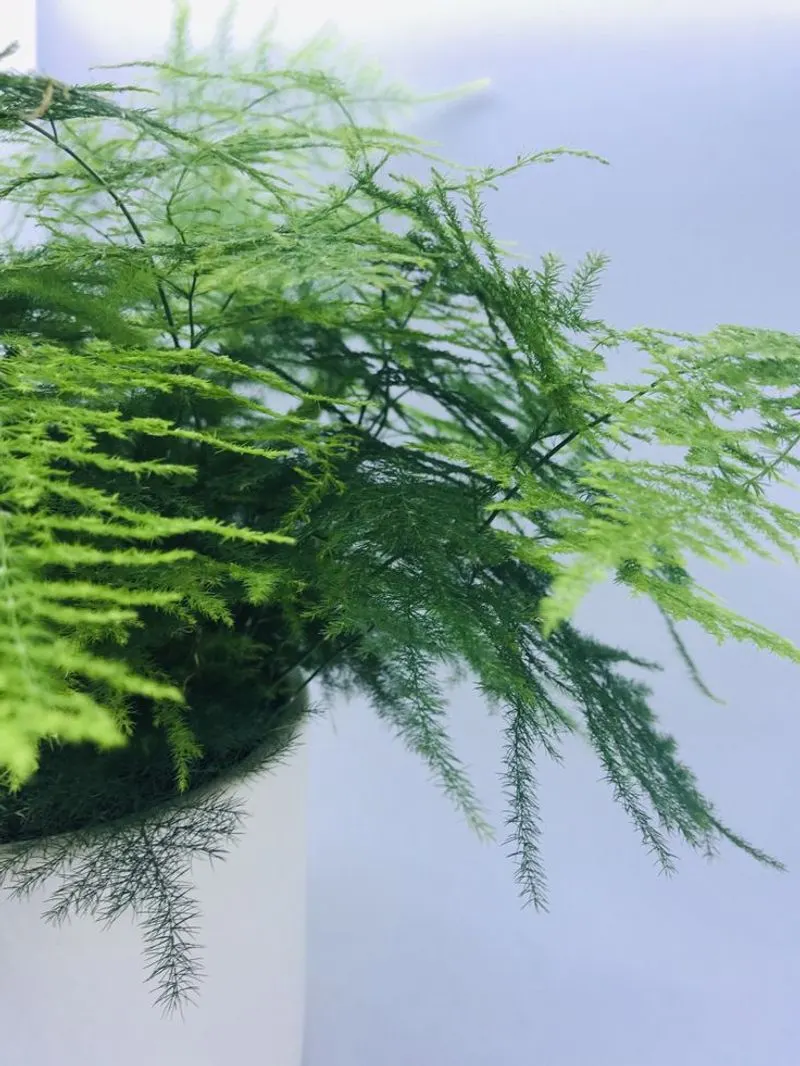 Fern Finesse