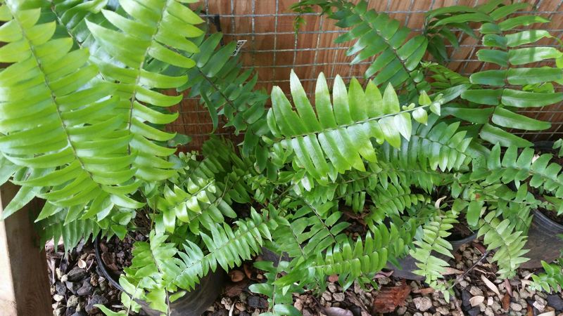 Fern Frenzy