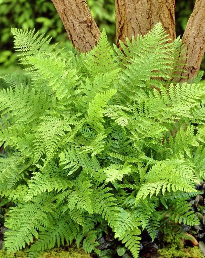 Fern