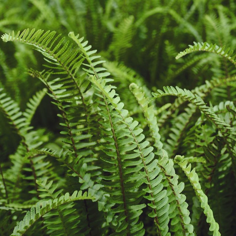 Ferns