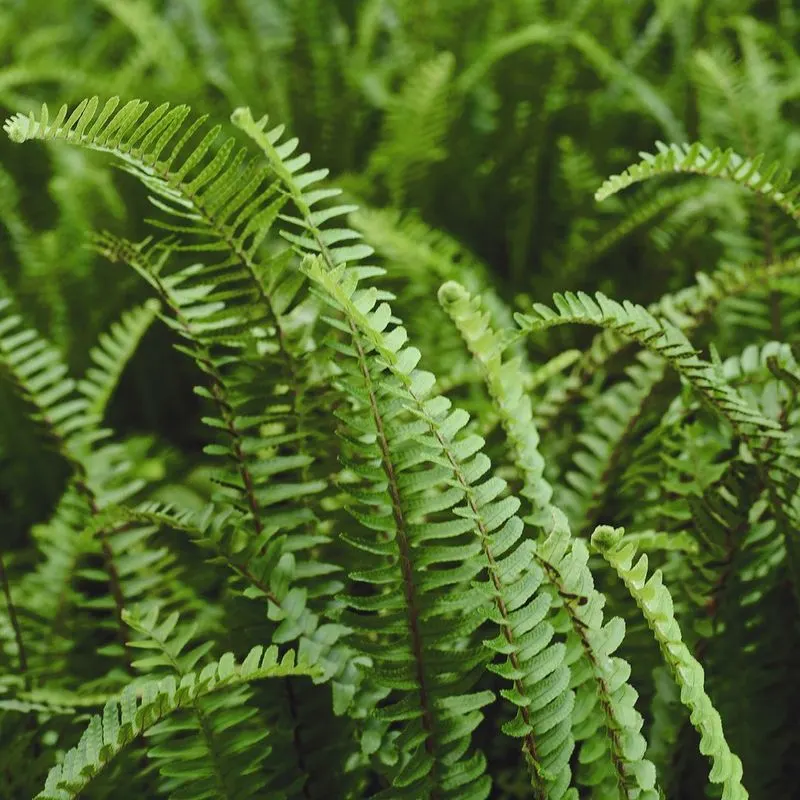 Ferns