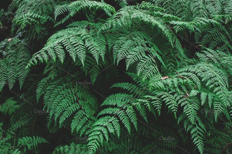 Ferns