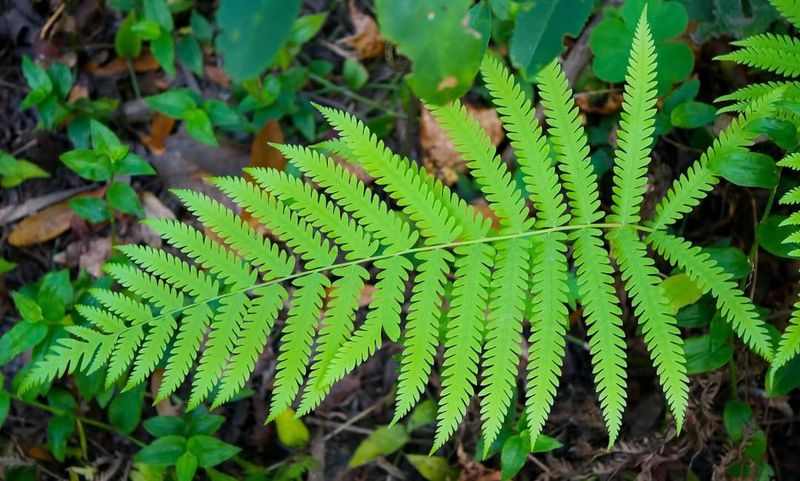 Ferns
