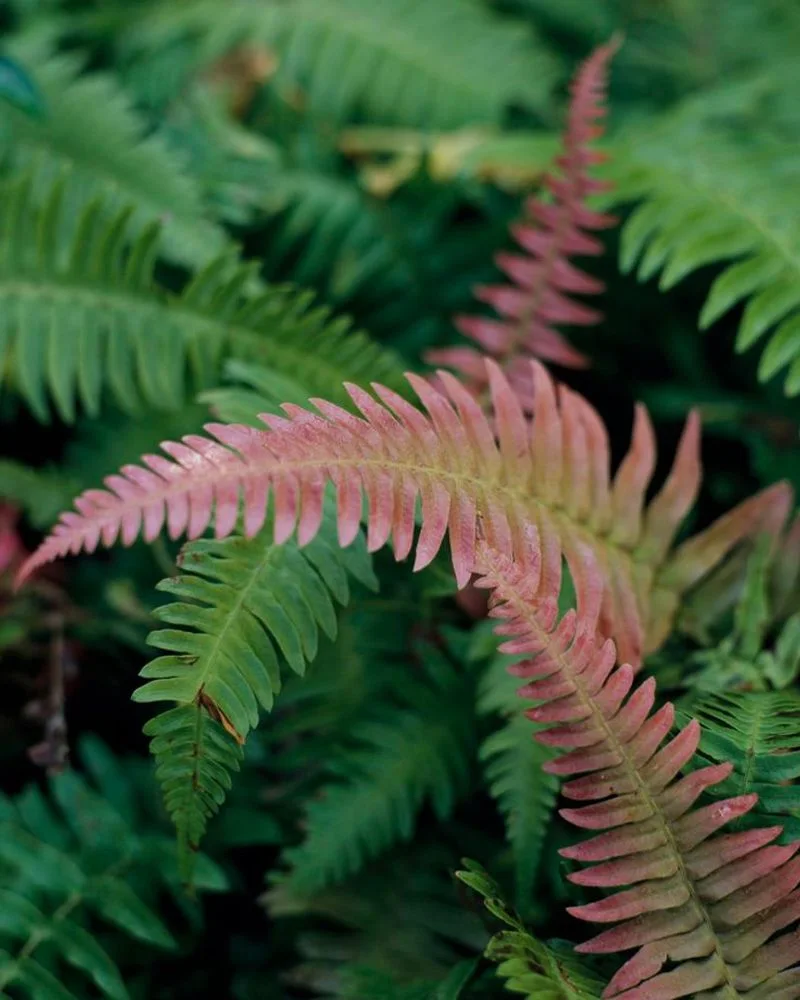 Ferns