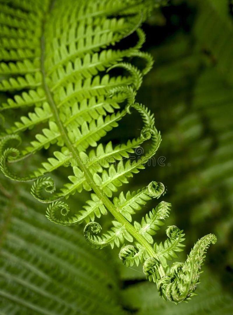 Ferns