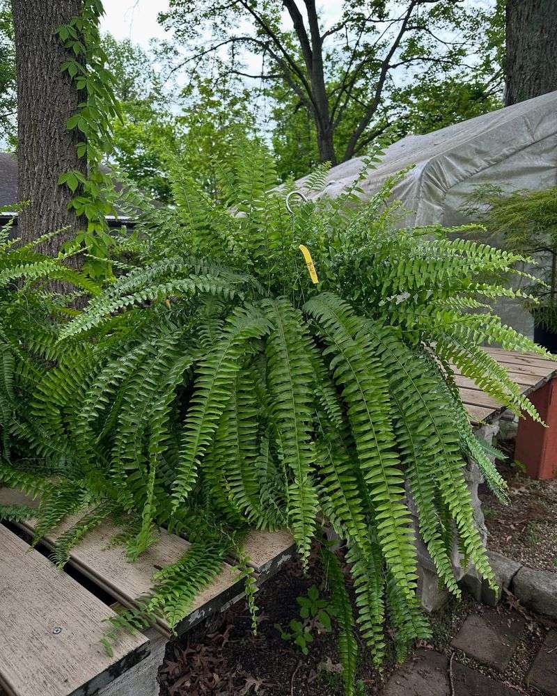 Ferns