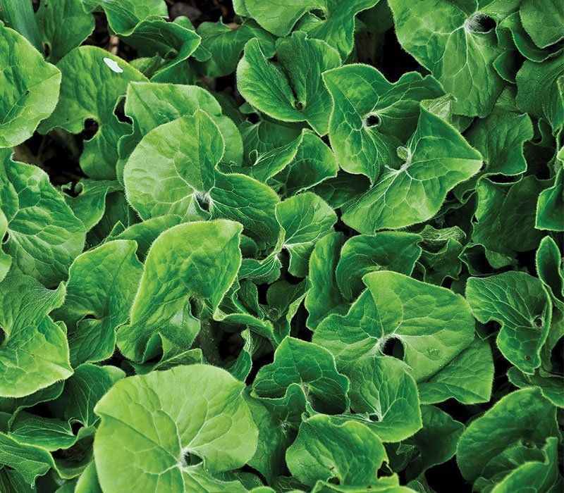 Wild Ginger