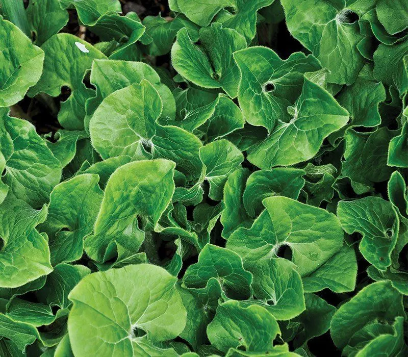 Wild Ginger