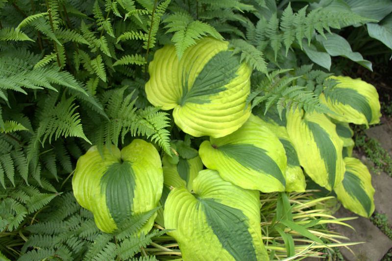 Ferns and Hostas