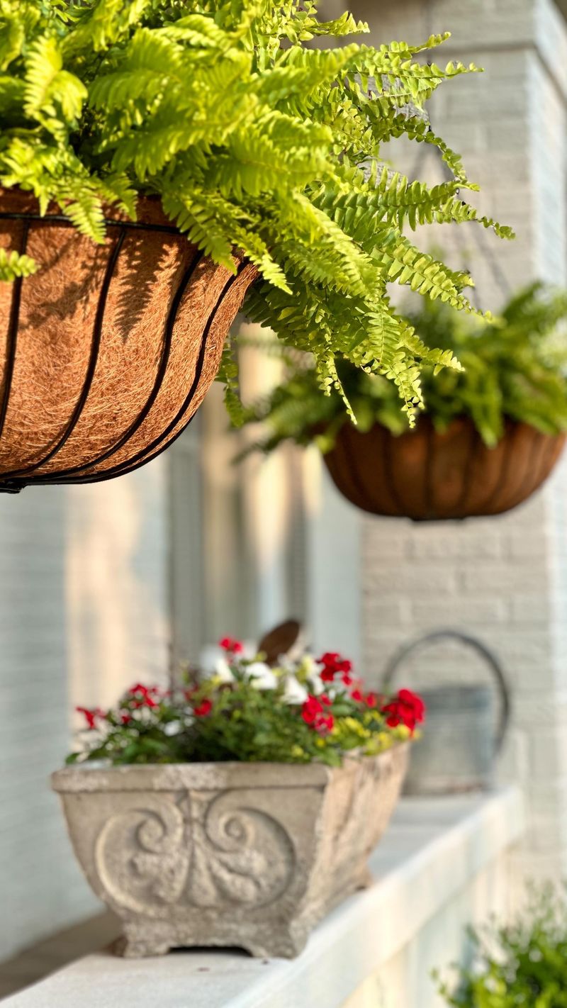 Ferns in Hanging Baskets
