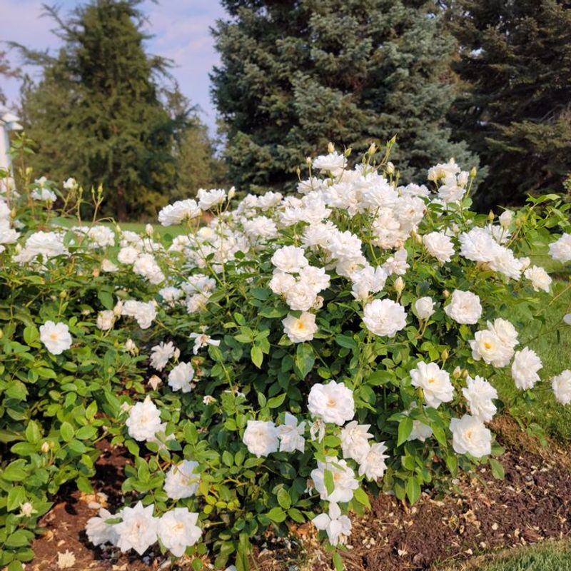 Fertilization for Robust Growth