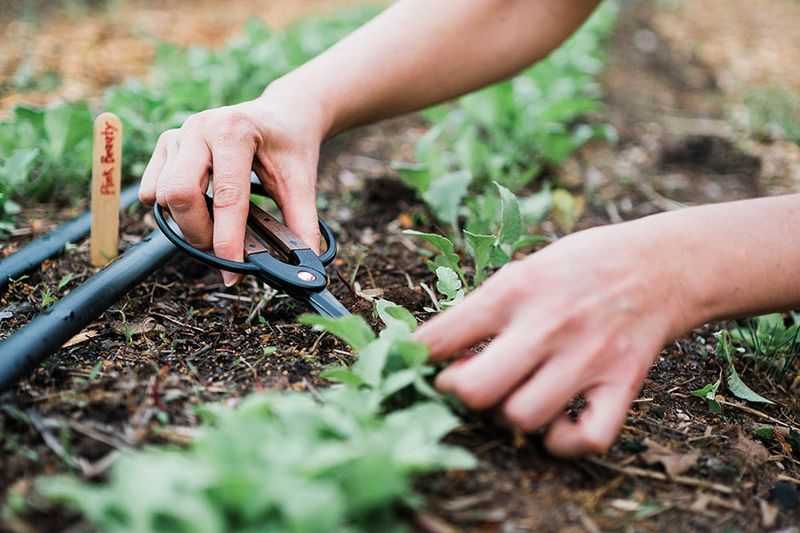 Thinning Seedlings