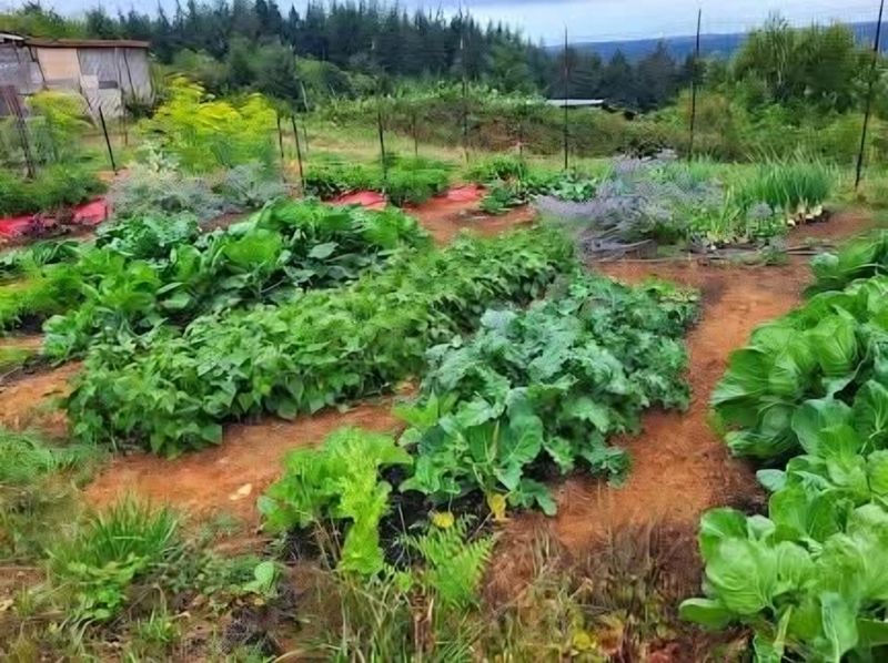 Fertilize Regularly