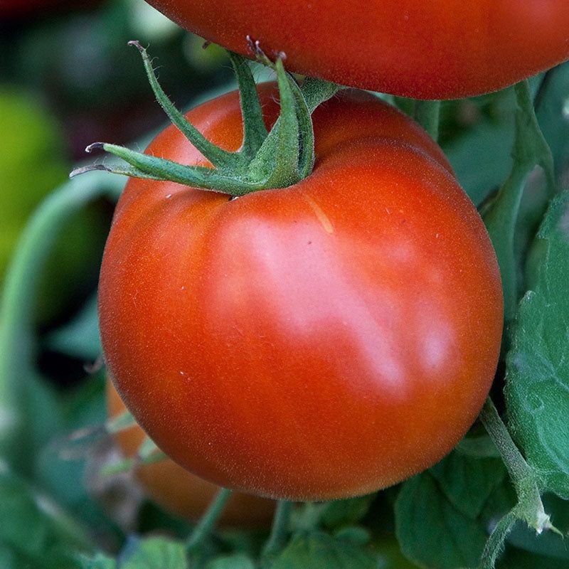 Disease-Resistant Varieties