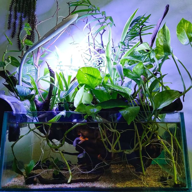 Fertilizer from Aquarium Water