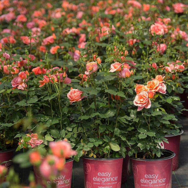 Fertilizing for Flourishing Blooms