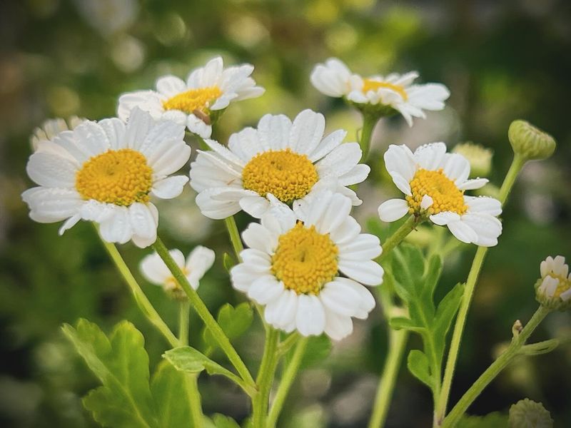 Feverfew