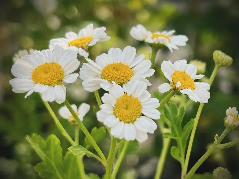 Feverfew