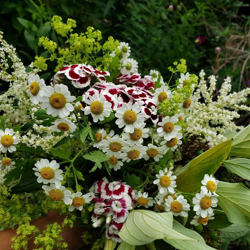 Feverfew