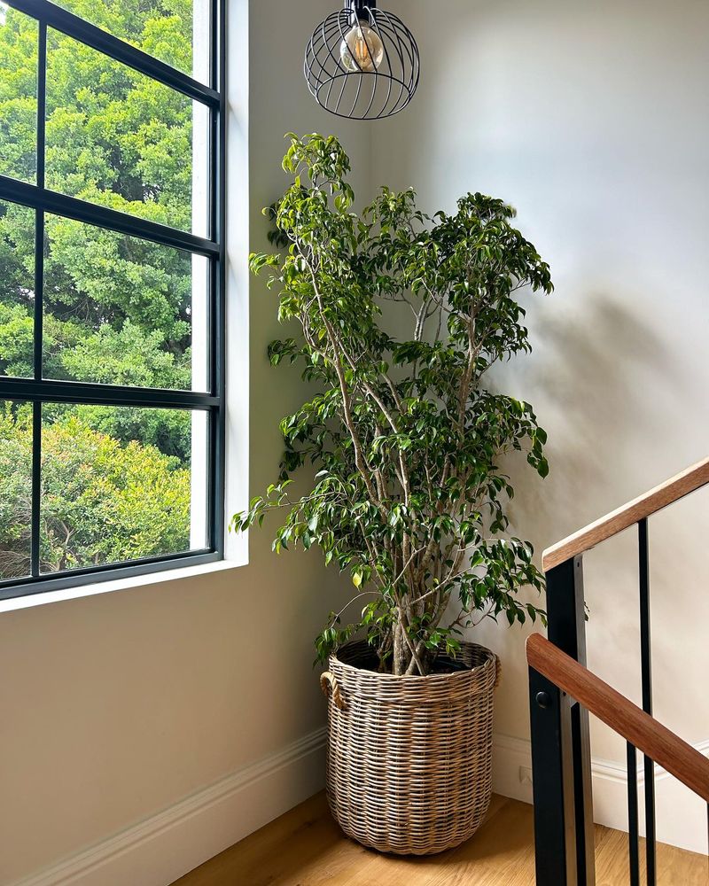 Ficus
