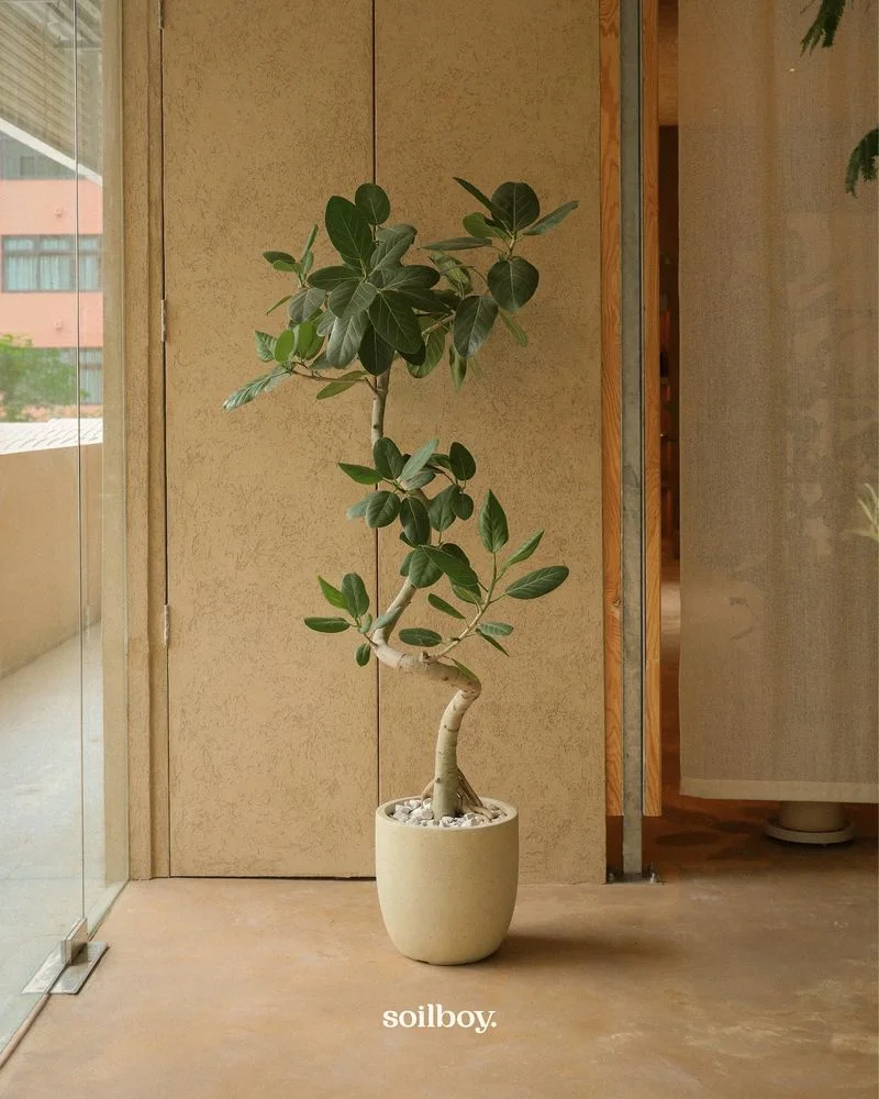 Ficus