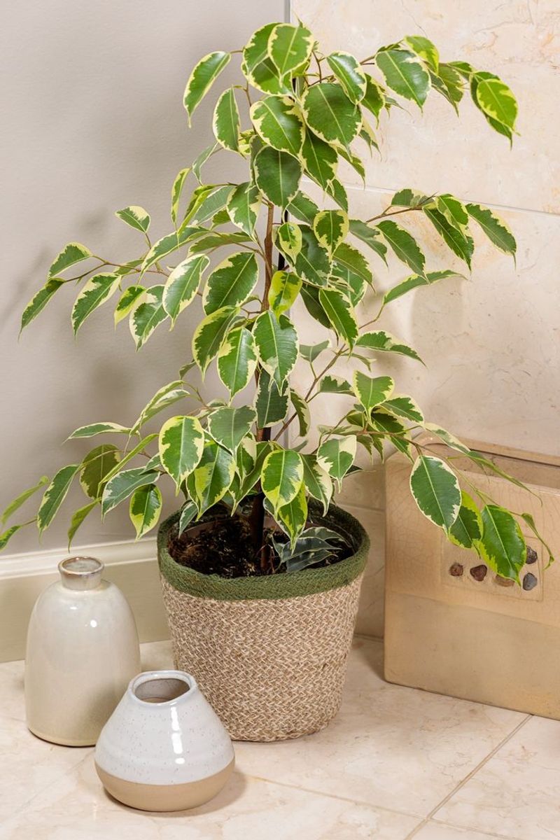 Ficus