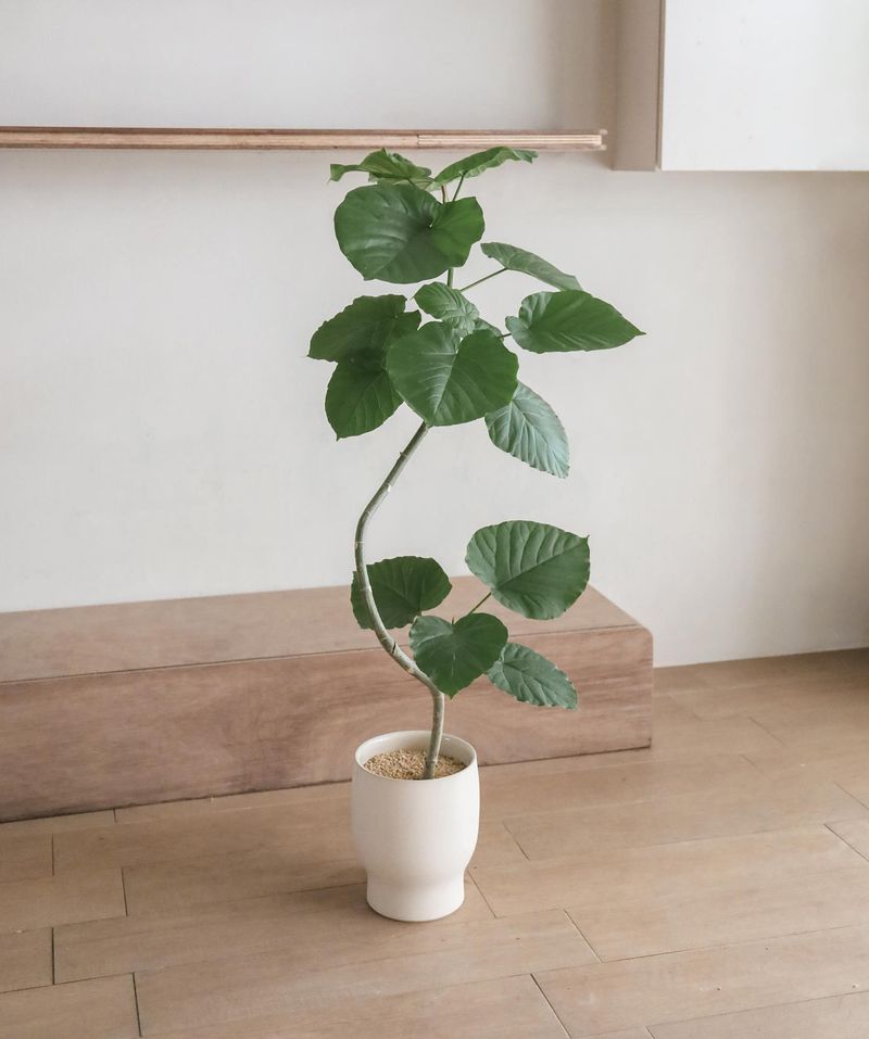 Ficus