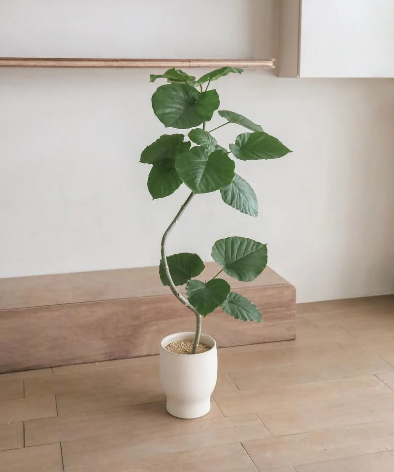 Ficus