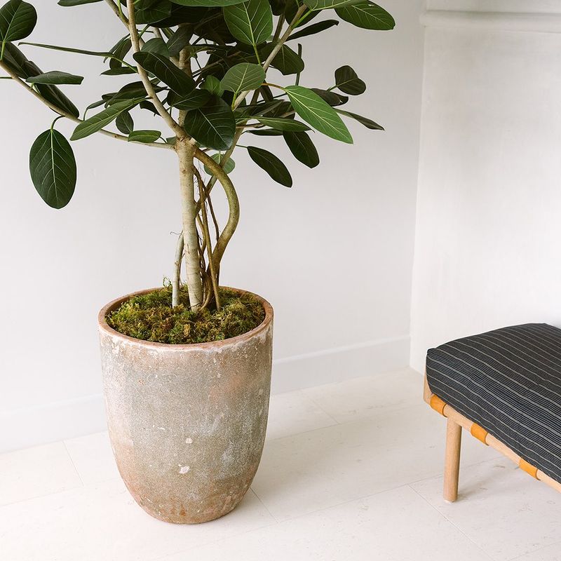 Ficus’ Aerial Roots