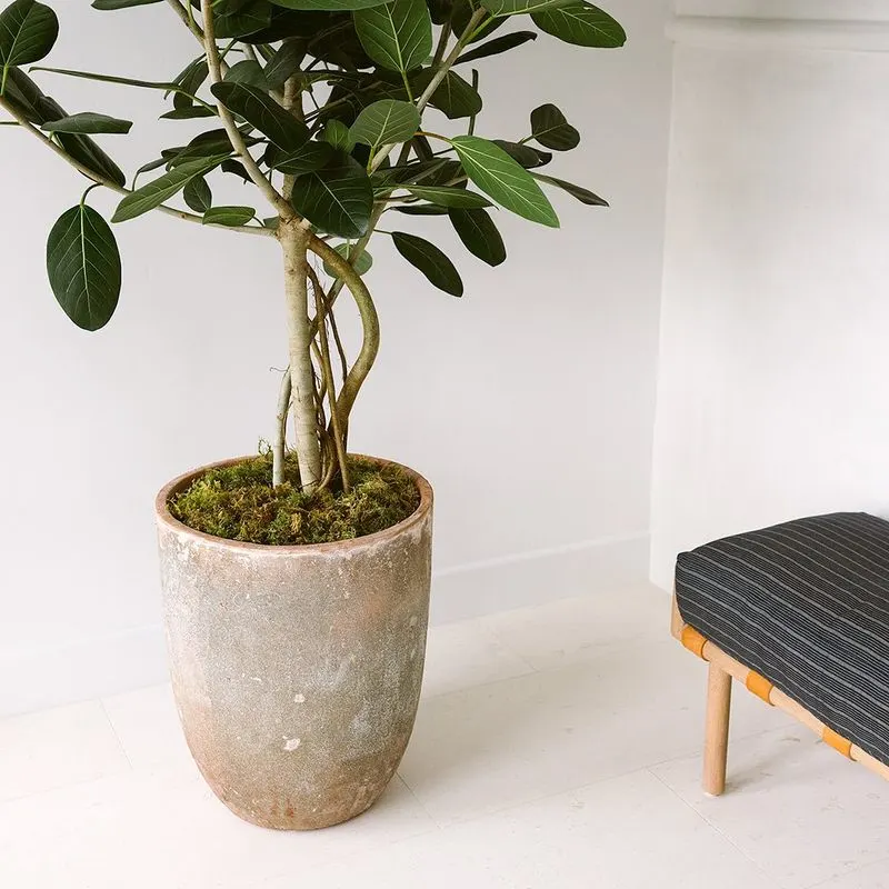 Ficus’ Aerial Roots