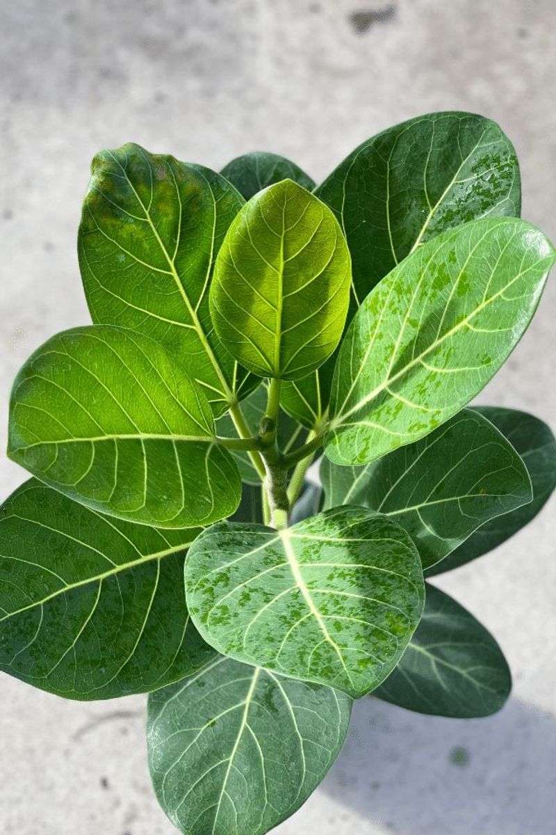 Ficus Audrey