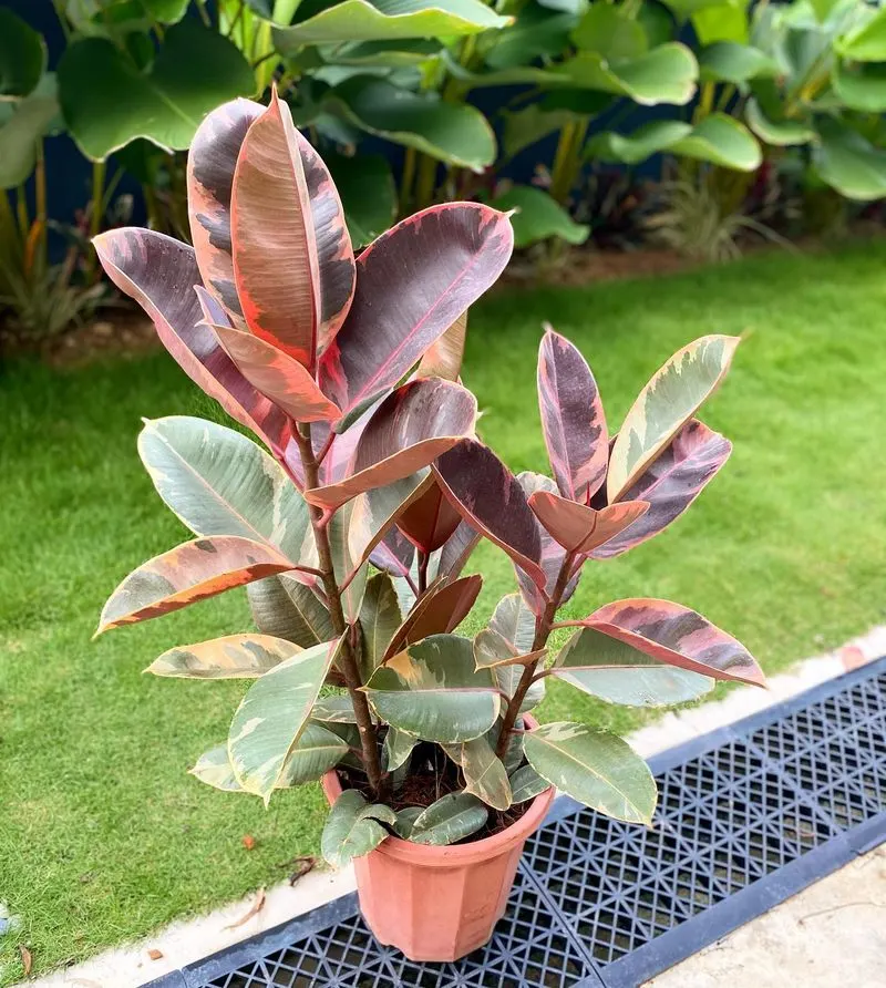 Ficus Elastica 'Ruby'