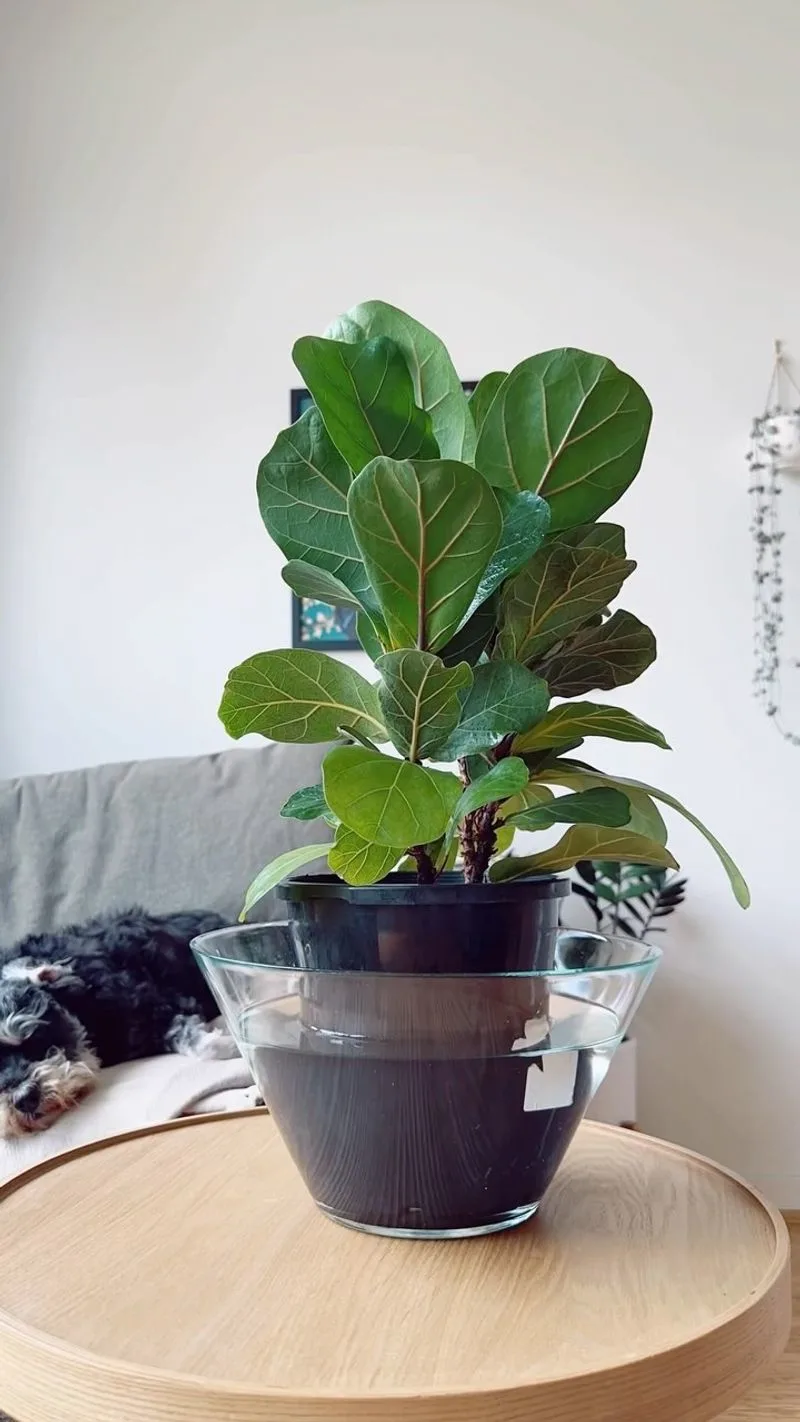 Fiddle Leaf Fig