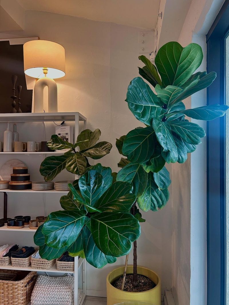 Fiddle Leaf Fig