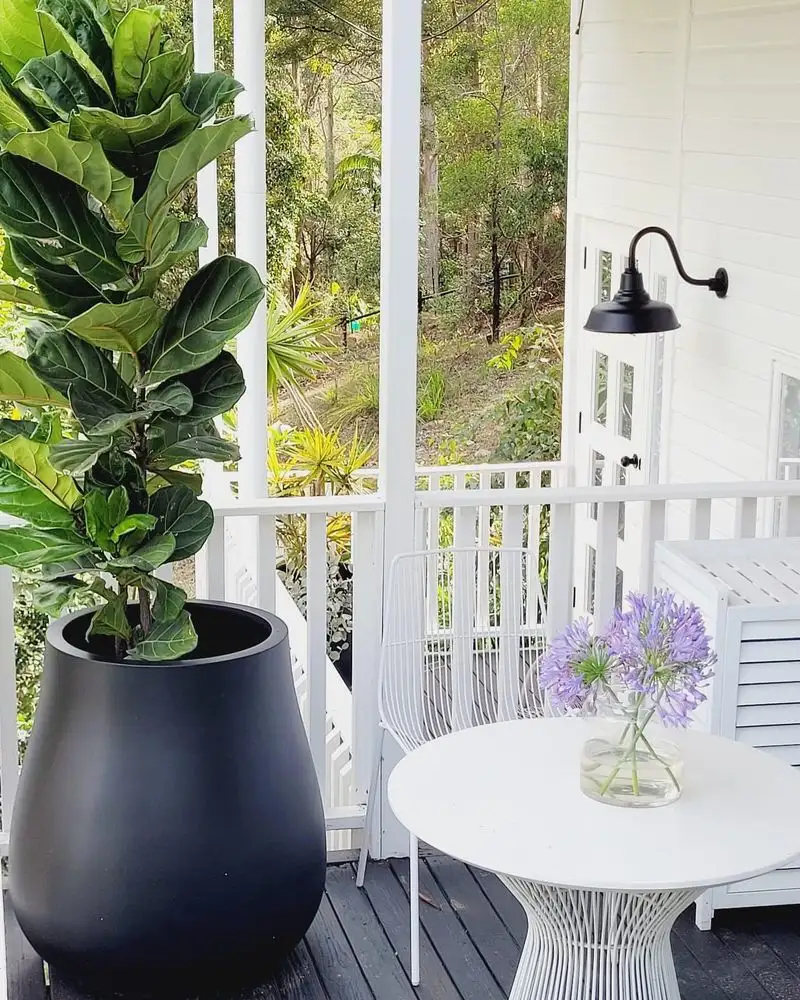 Fiddle Leaf Fig