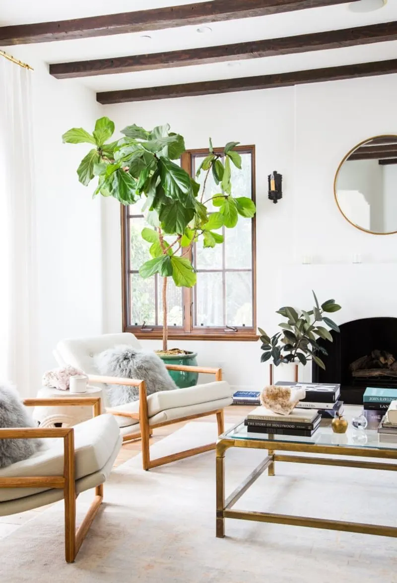 Fiddle Leaf Fig