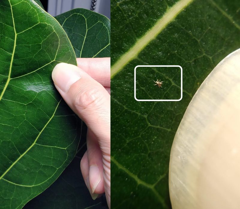 Fiddle Leaf Fig