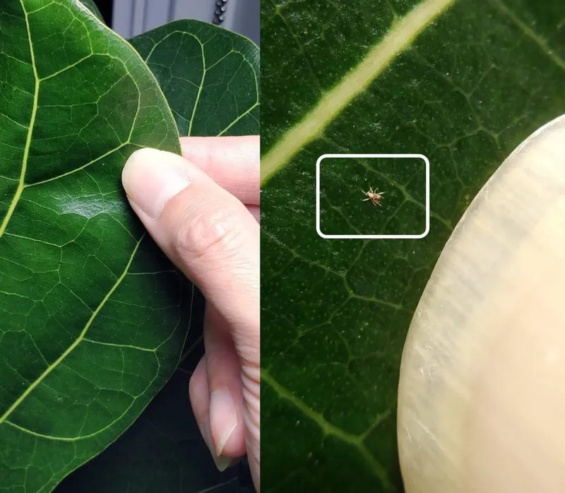 Fiddle Leaf Fig