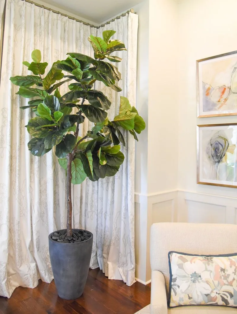 Fiddle Leaf Fig