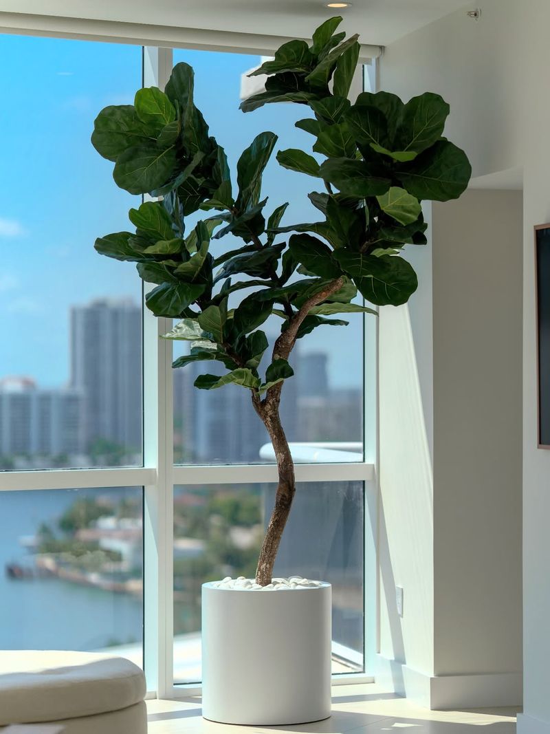 Fiddle Leaf Fig