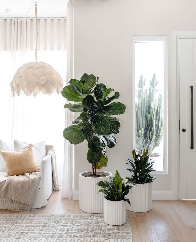 Fiddle Leaf Fig