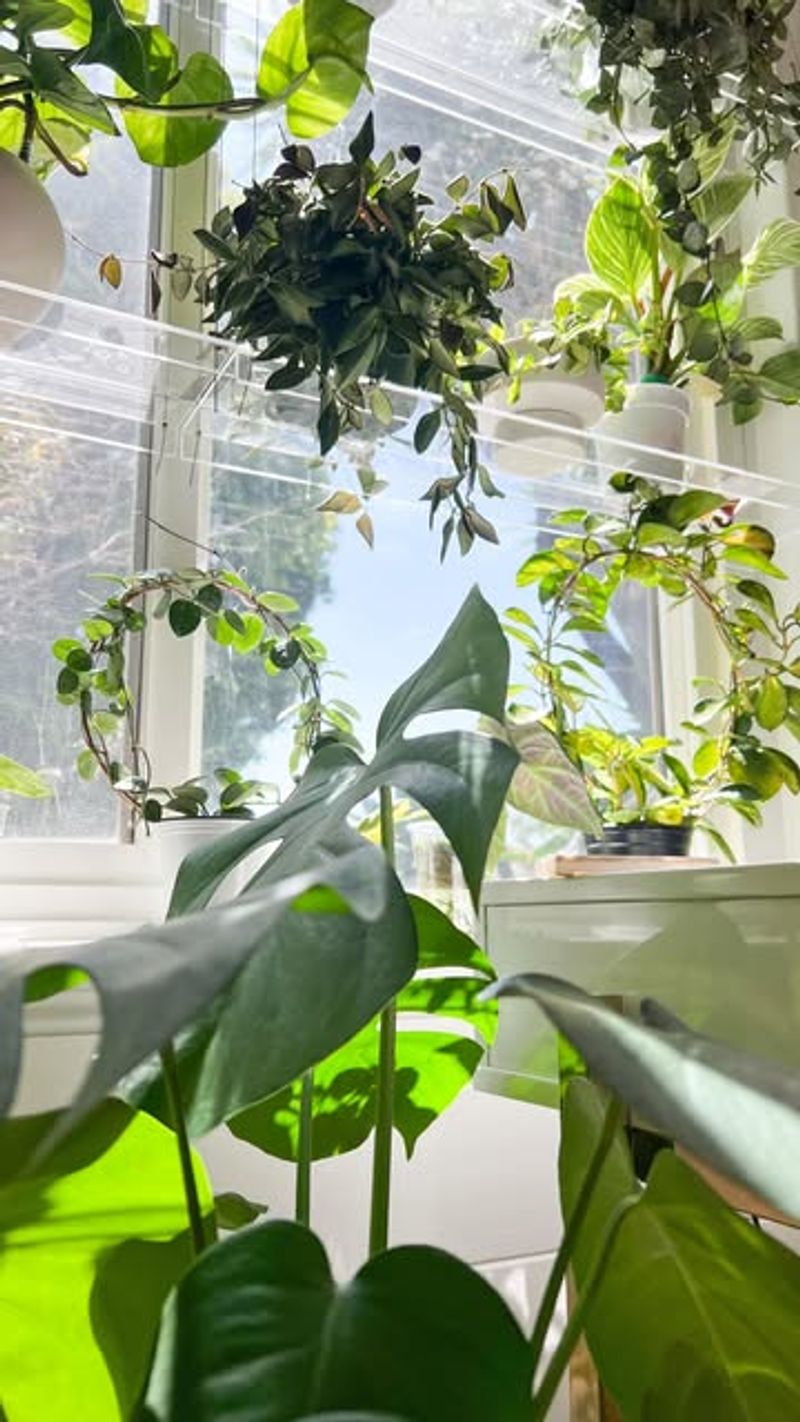 Fiddle Leaf Fig