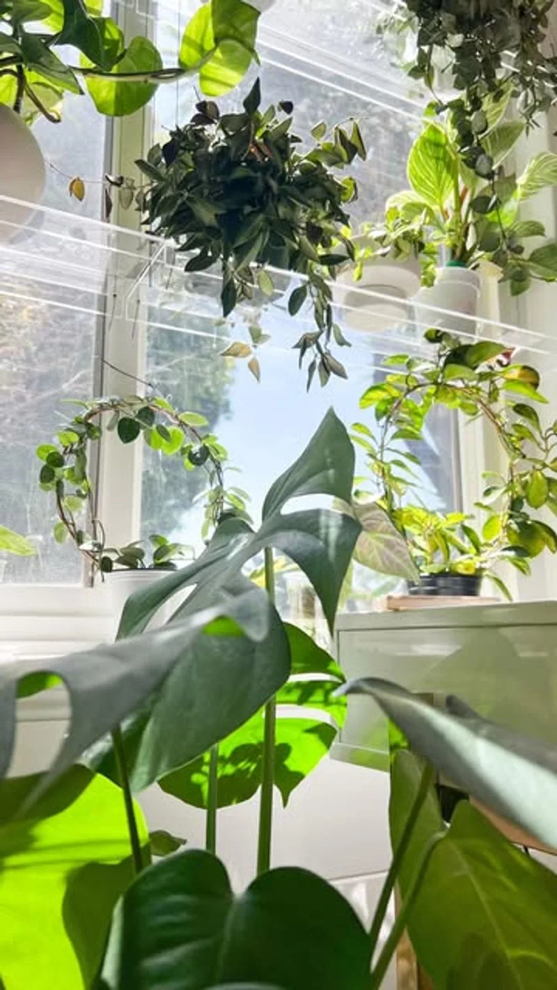 Fiddle Leaf Fig