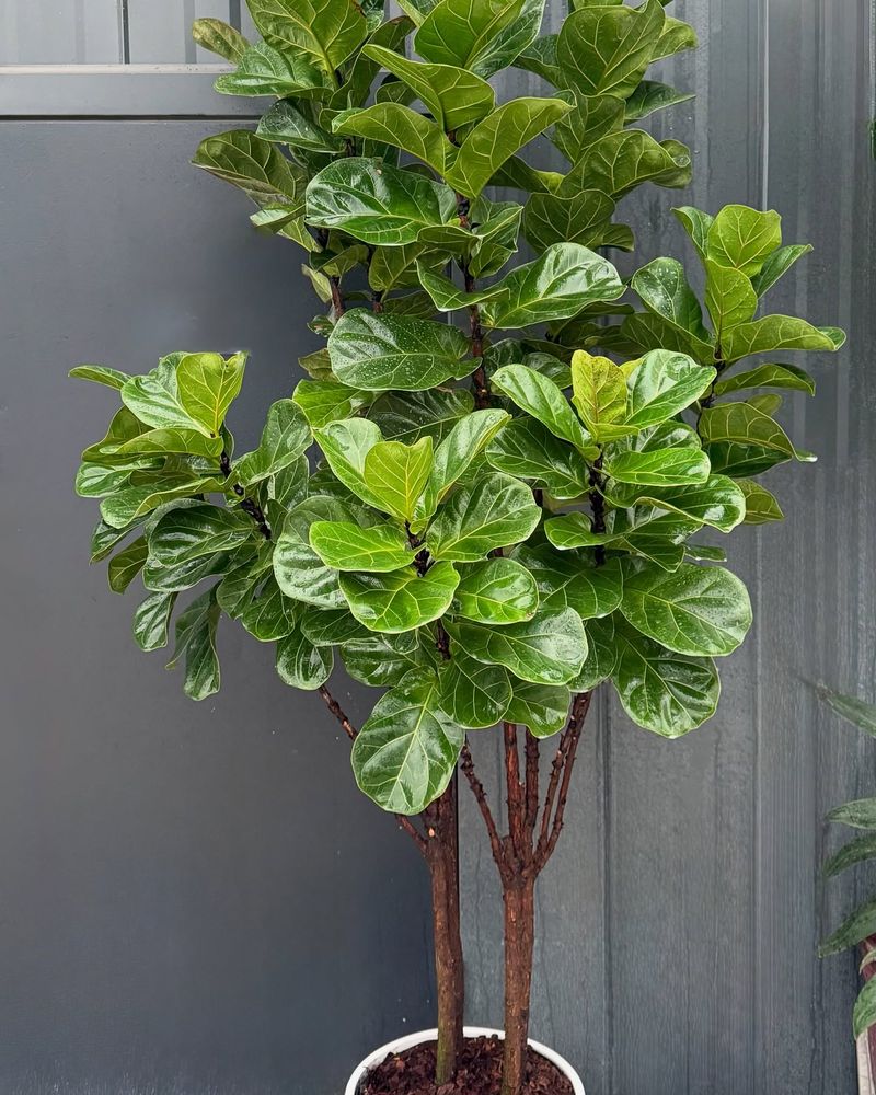 Fiddle Leaf Fig