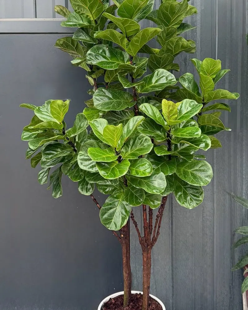 Fiddle Leaf Fig