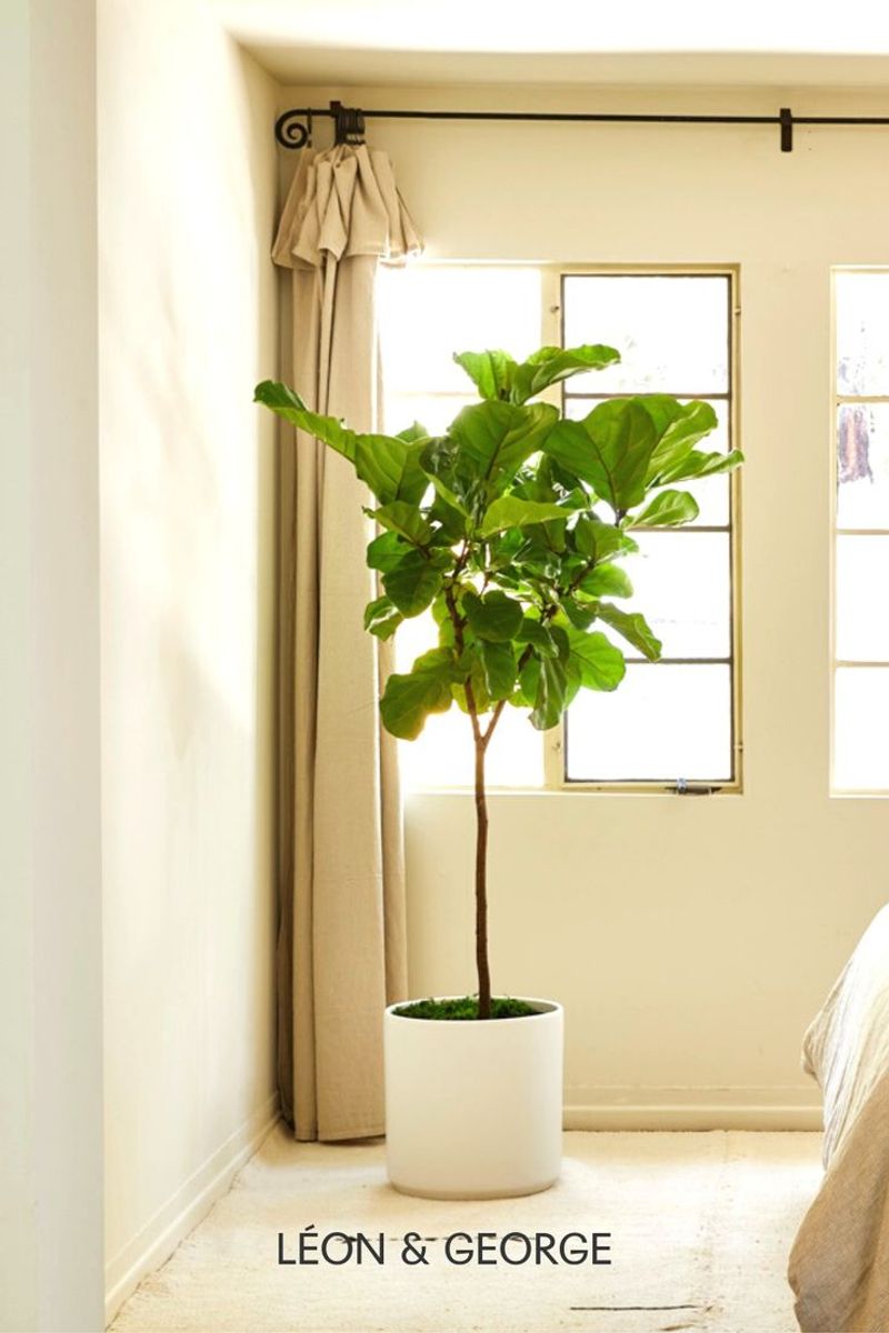 Fiddle Leaf Fig