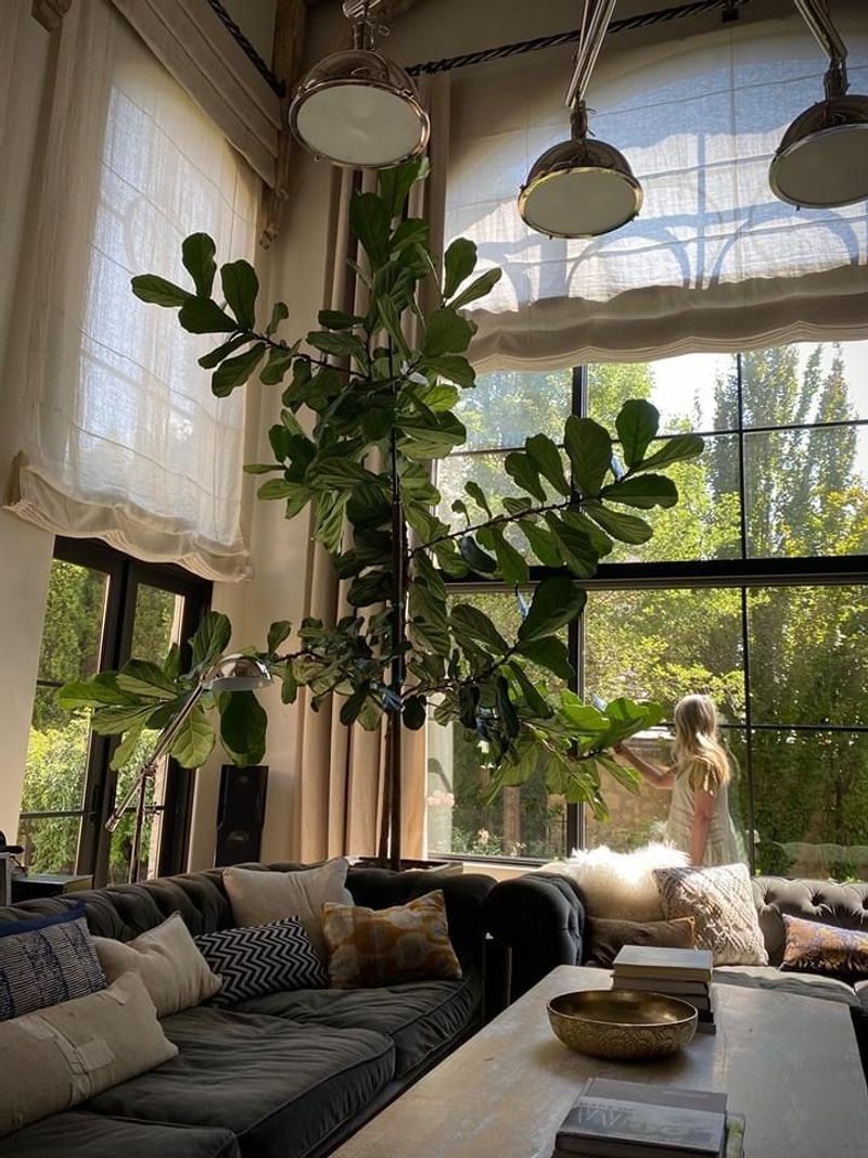 Fiddle Leaf Fig