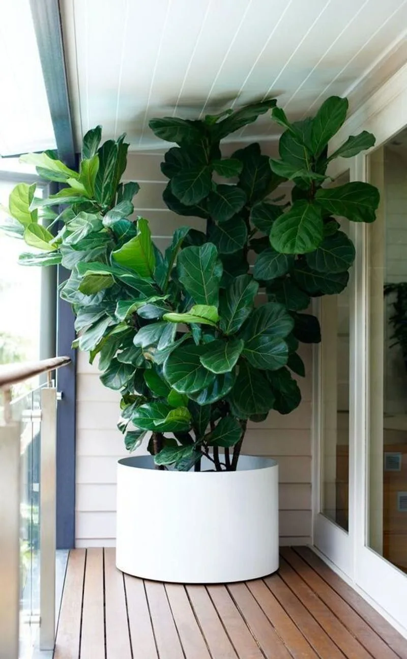 Fiddle Leaf Fig
