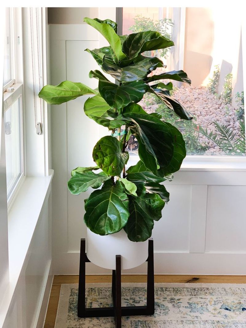 Fiddle Leaf Fig