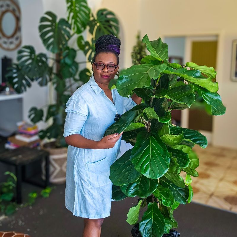 Fiddle Leaf Fig